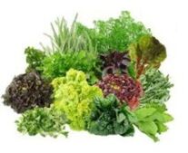 Vitamine B9 B9 pour le cerveau